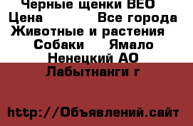 Черные щенки ВЕО › Цена ­ 5 000 - Все города Животные и растения » Собаки   . Ямало-Ненецкий АО,Лабытнанги г.